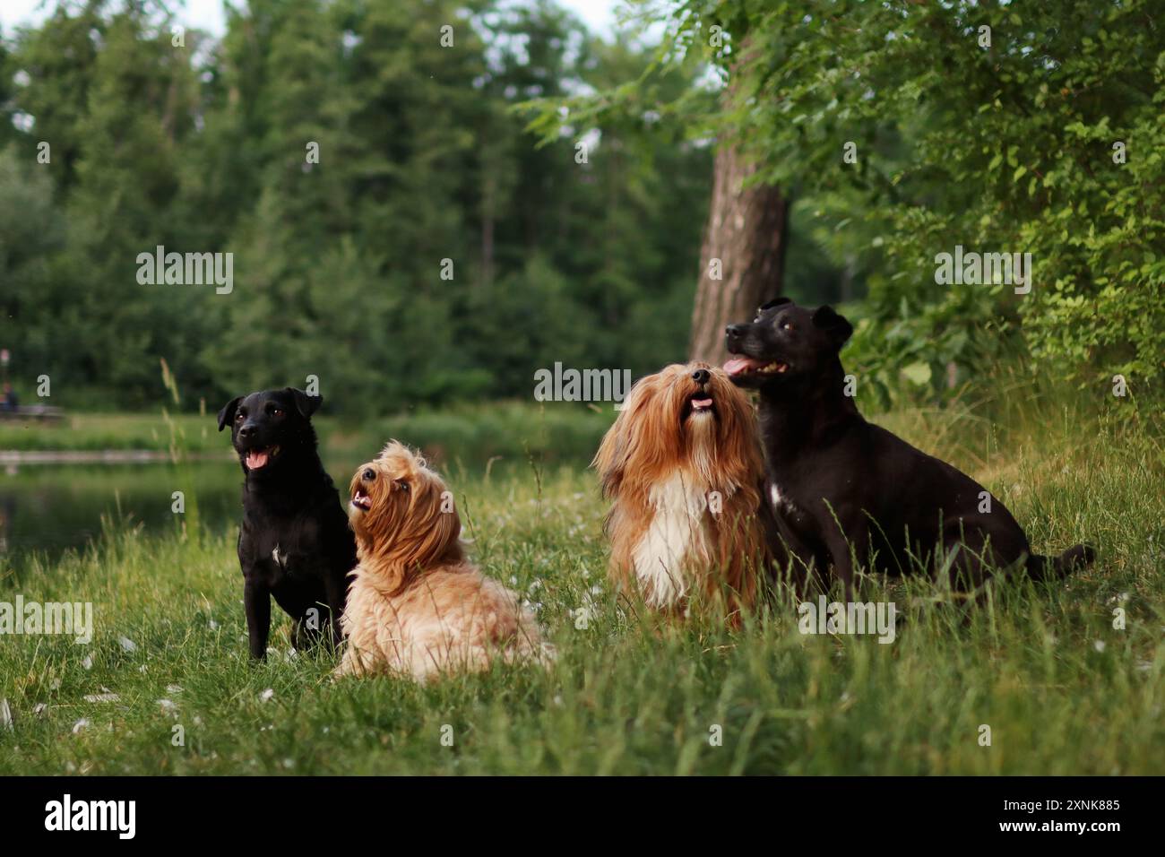 Un branco di due patterdale terrier e due cani dell'avana. Foto Stock