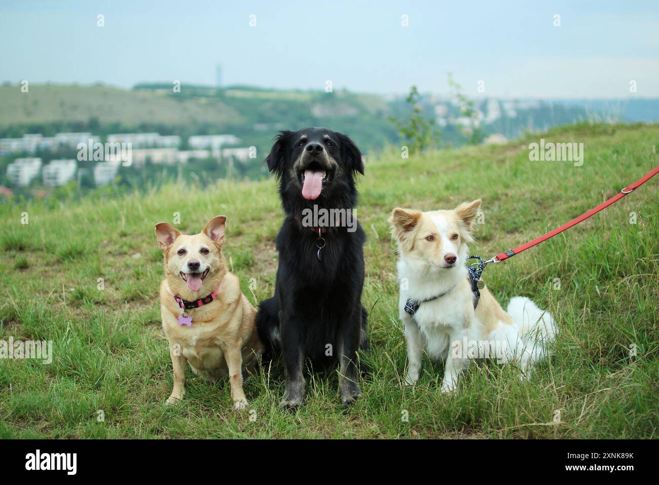 Un branco di tre cani adottivi amichevoli siede sul prato. Foto Stock