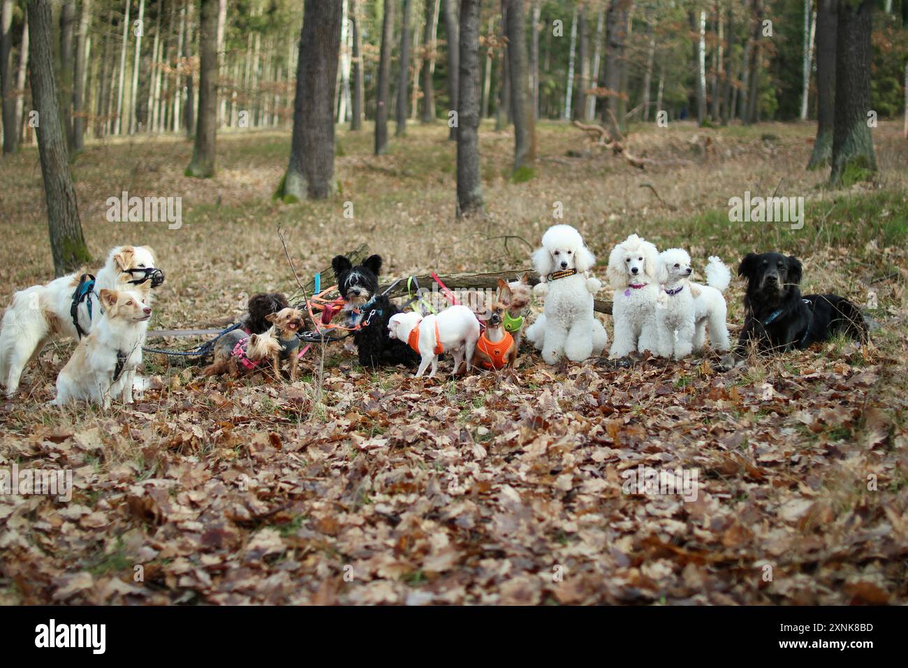 Un pacchetto di 13 cani ammessi che si mettono in posa insieme nella foresta autunnale. Foto Stock