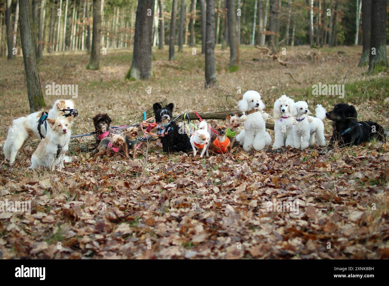 Un pacchetto di 13 cani ammessi che si mettono in posa insieme nella foresta autunnale. Foto Stock