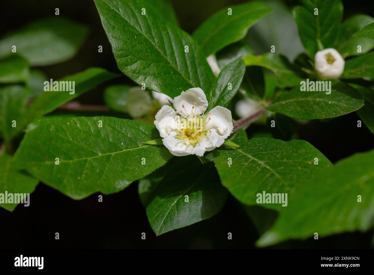 Fiori bianchi e foglie del loquat giapponese, eriobotrya japonica Foto Stock