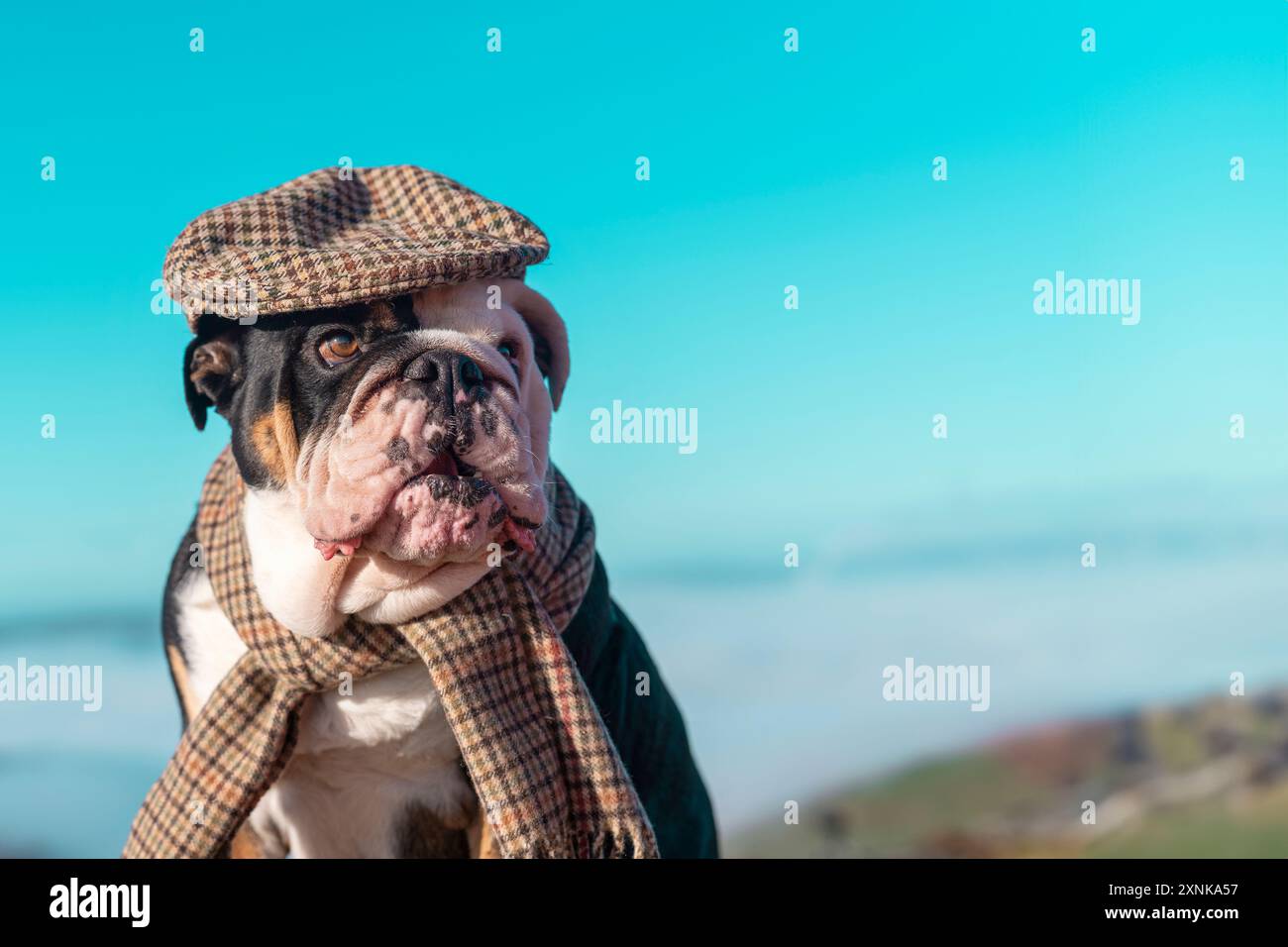 Bulldog inglese in tricromia nero fuori per una passeggiata in montagna indossando berretto e sciarpa in stile inglese contro le nuvole guardando la fotocamera al sole Foto Stock