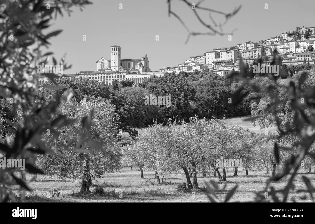 Assisi - il paesaggio con la Basilica di San Francesco e le olive Foto Stock