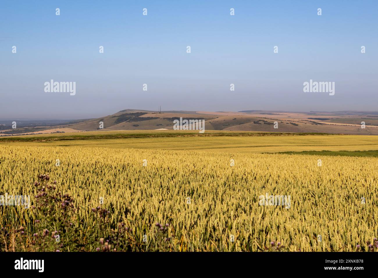 Una vista sulle colture di cereali verso Firle Beacon nel South Downs, da vicino a Kingston Ridge Foto Stock
