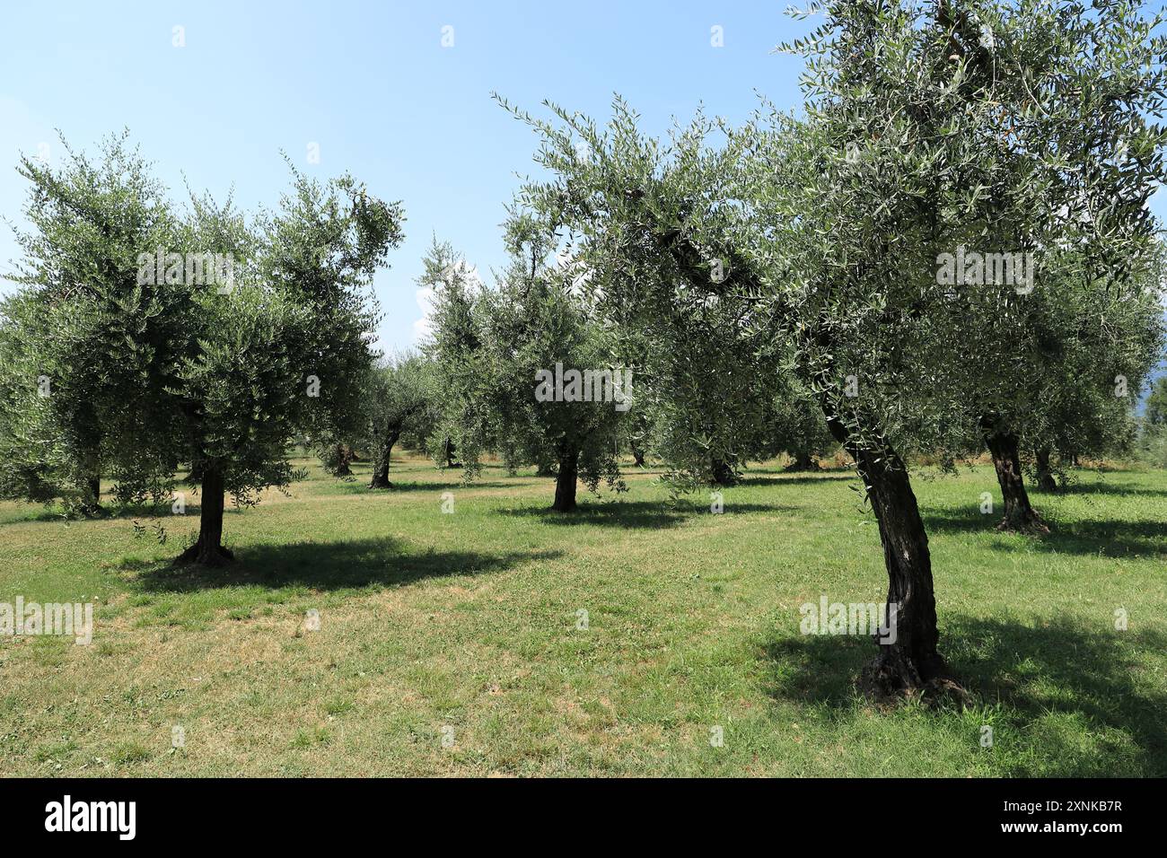 un uliveto in italia Foto Stock