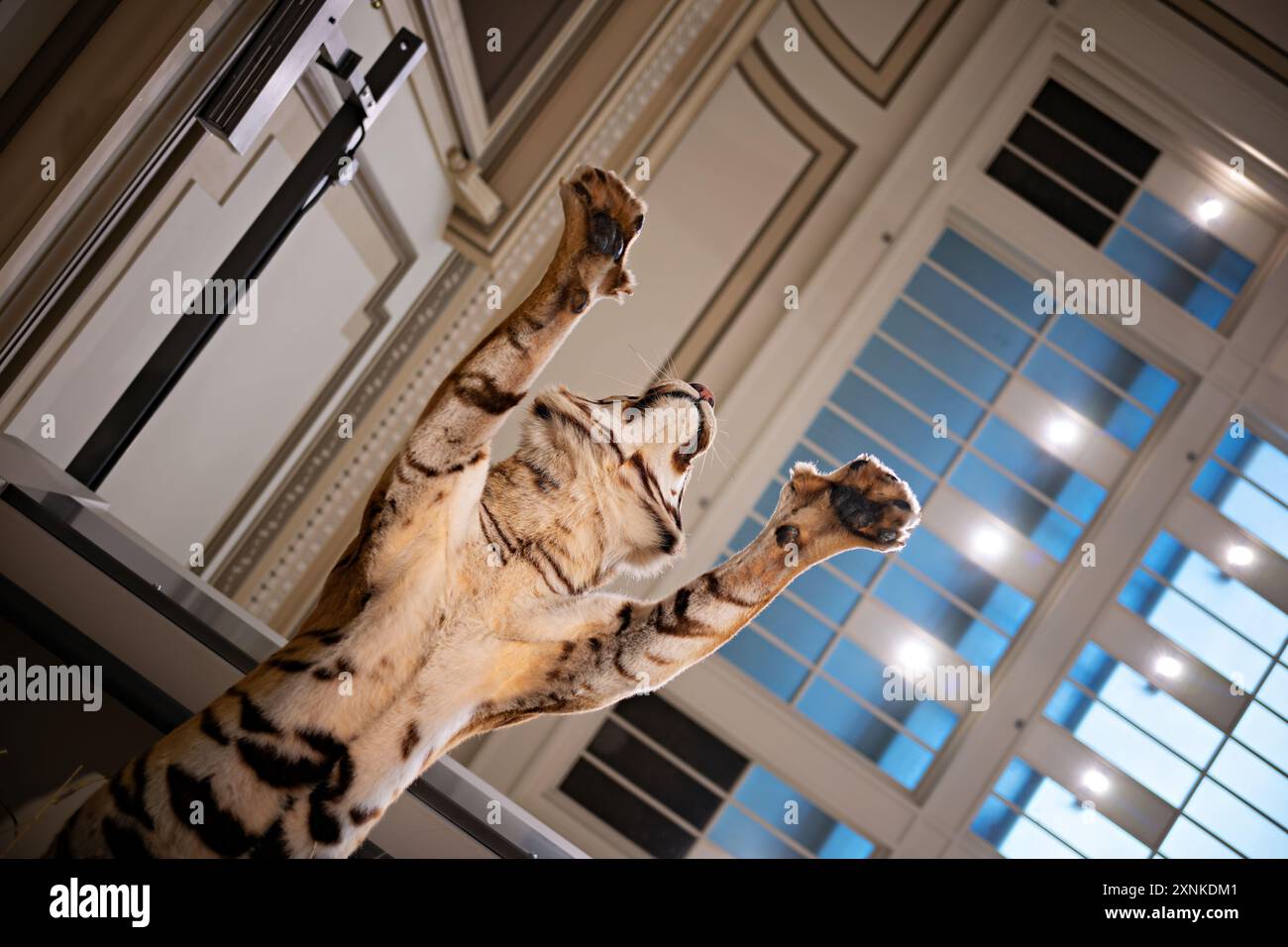 WASHINGTON DC, Stati Uniti: Una tigre tassellata in mostra allo Smithsonian National Museum of Natural History di Washington DC. La mostra fa parte della vasta collezione di animali conservati del museo, che mostra la bellezza e la diversità della fauna selvatica della Terra. Il Museo Nazionale di storia naturale, situato sul National Mall, è uno dei musei di storia naturale più visitati al mondo. Foto Stock