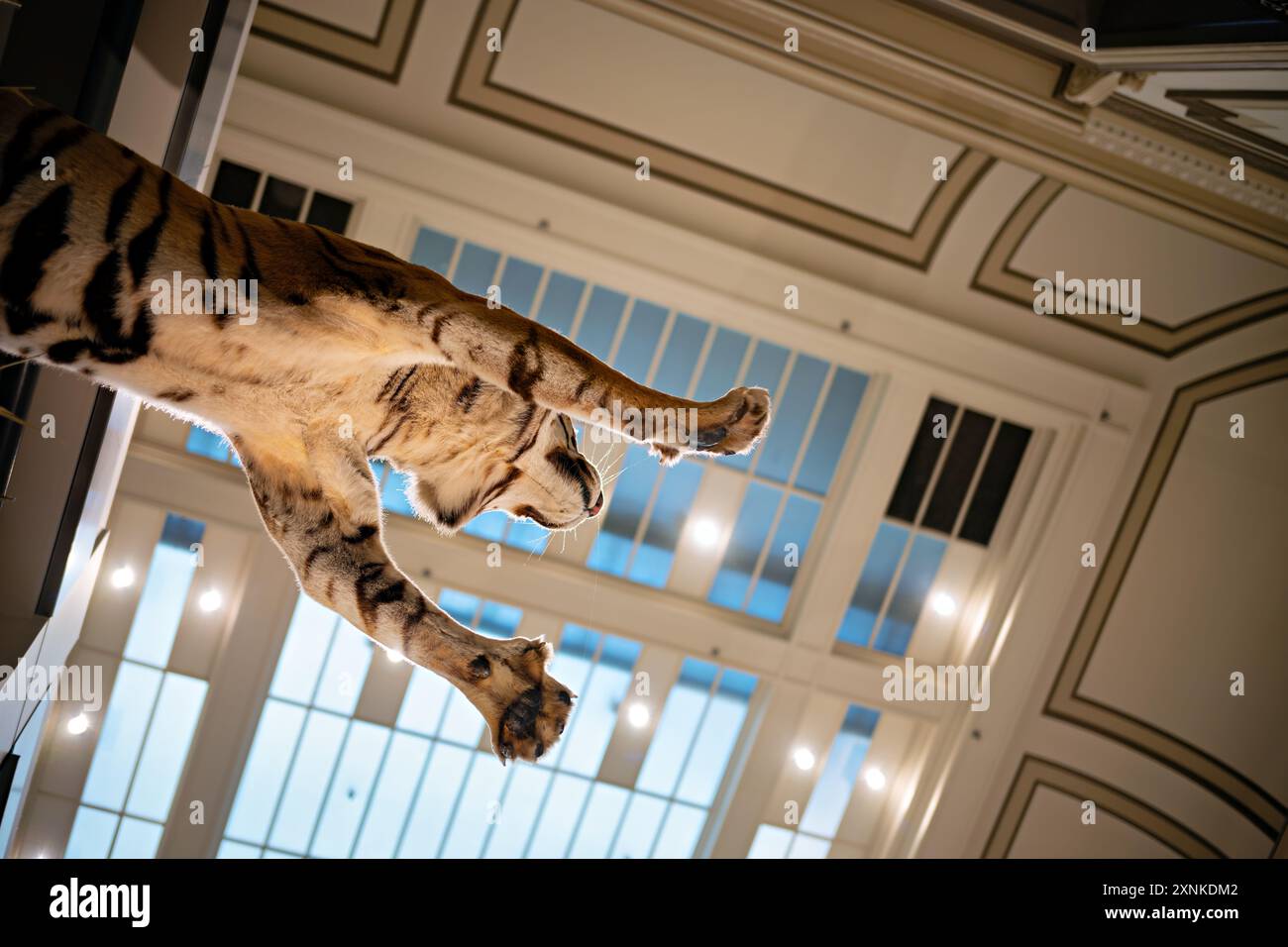Taxidermied Tiger National Museum of Natural History Washington DC // WASHINGTON DC - Una tigre tassellata in mostra allo Smithsonian National Museum of Natural History di Washington DC. La mostra fa parte della vasta collezione di animali conservati del museo, che mostra la bellezza e la diversità della fauna selvatica della Terra. Il Museo Nazionale di storia naturale, situato sul National Mall, è uno dei musei di storia naturale più visitati al mondo. Foto Stock