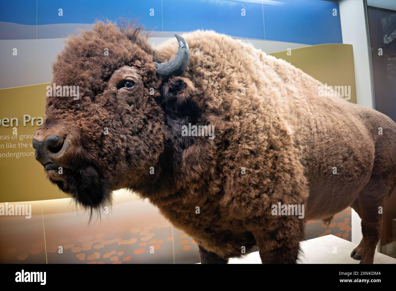 American Bison Exhibit National Museum of Natural History Washington DC // WASHINGTON DC — una mostra di bisonti americani allo Smithsonian National Museum of Natural History di Washington DC. Il museo, situato sul National Mall, ospita ampie collezioni di campioni di storia naturale e manufatti. Il bisonte americano, noto anche come bufalo, è un simbolo iconico del West americano ed era quasi estinto. Foto Stock