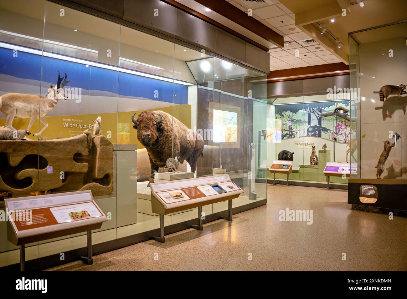 American Wildlife Exhibit presso lo Smithsonian National Museum of Natural History di Washington DC Foto Stock