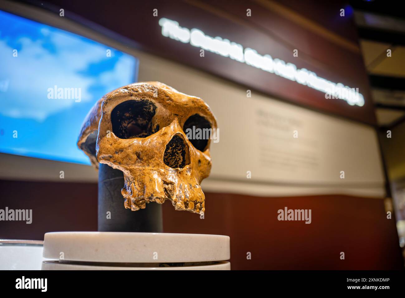 Human Origins Exhibit Skull Washington DC // WASHINGTON DC — Un cranio in mostra presso la David H. Koch Hall of Human Origins nello Smithsonian National Museum of Natural History di Washington DC. La mostra mostra mostra l'evoluzione umana attraverso fossili, ricostruzioni e mostre interattive. Questa mostra permanente esplora le origini e lo sviluppo degli esseri umani nel corso di milioni di anni. Foto Stock
