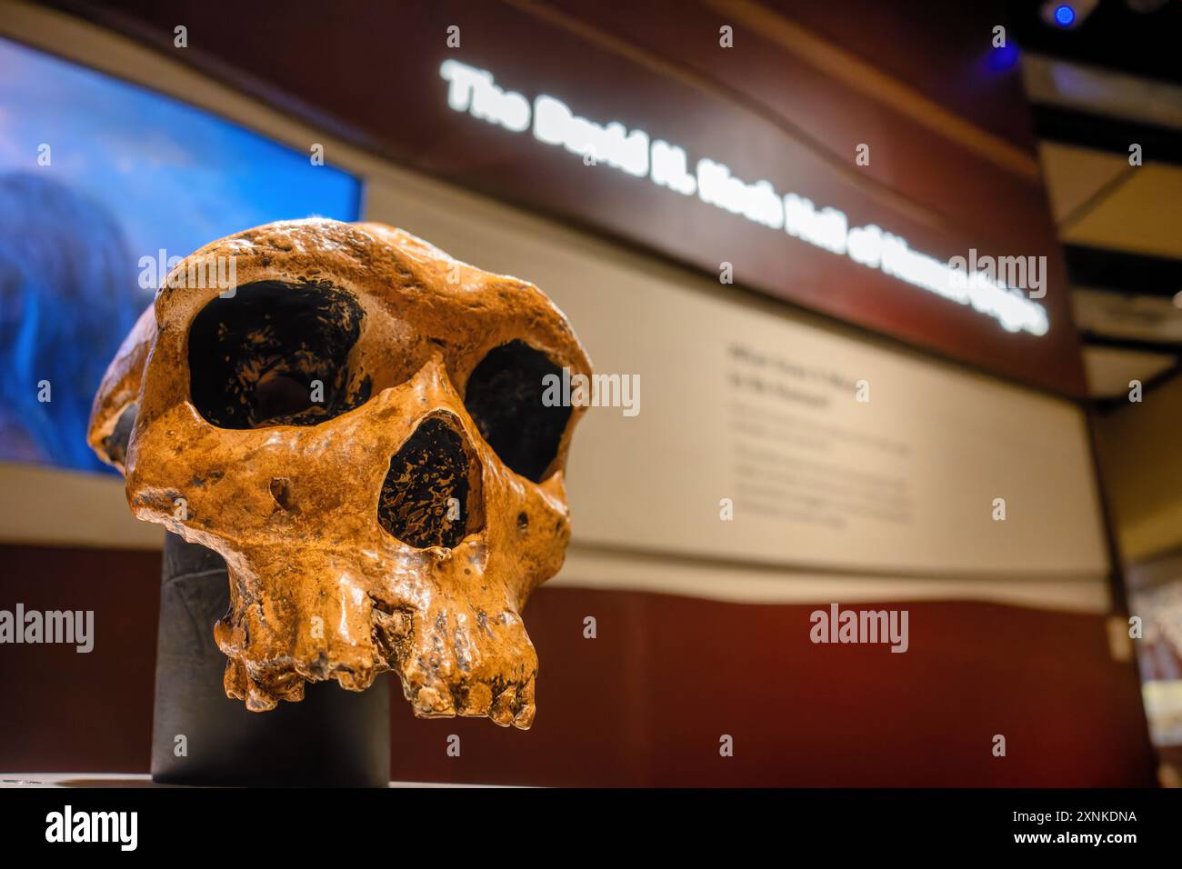 Human Origins Skull Smithsonian Museum Washington DC // WASHINGTON DC — Un cranio in mostra presso la David H. Koch Hall of Human Origins nello Smithsonian National Museum of Natural History di Washington DC. La mostra mostra mostra l'evoluzione umana attraverso fossili, ricostruzioni e mostre interattive. Questa mostra permanente esplora le origini e lo sviluppo degli esseri umani nel corso di milioni di anni. Foto Stock