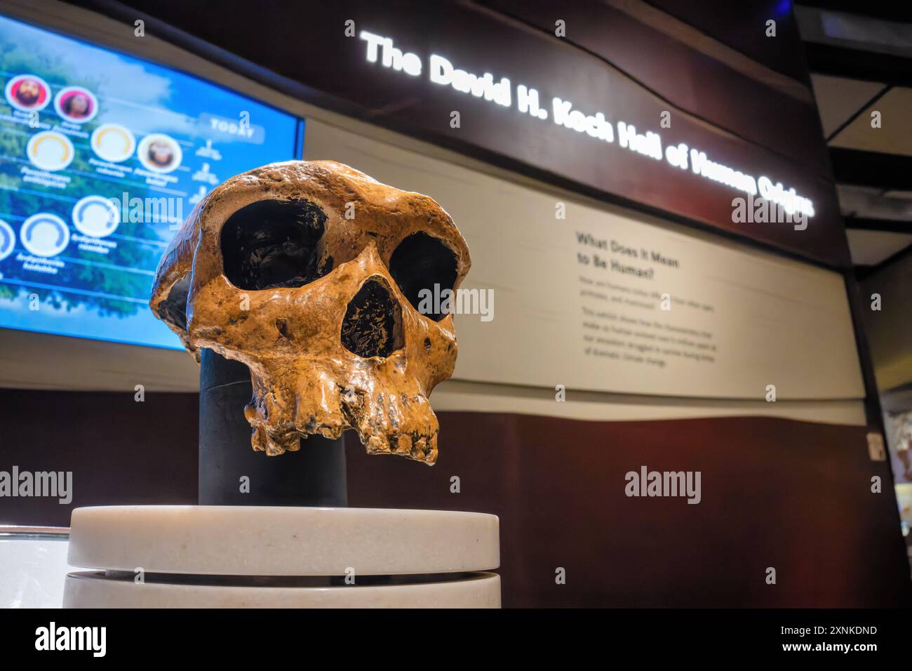 Smithsonian National Museum of Natural History Skull Washington DC // WASHINGTON DC — Un cranio in mostra presso la David H. Koch Hall of Human Origins nello Smithsonian National Museum of Natural History di Washington DC. La mostra mostra mostra l'evoluzione umana attraverso fossili, ricostruzioni e mostre interattive. Questa mostra permanente esplora le origini e lo sviluppo degli esseri umani nel corso di milioni di anni. Foto Stock