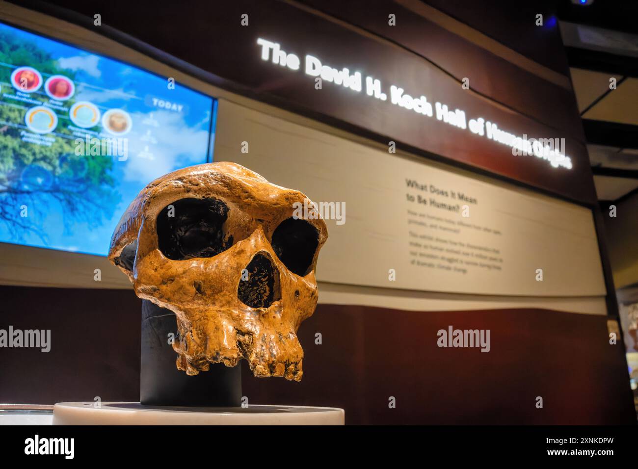 Human Origins Skull Smithsonian Museum Washington DC // WASHINGTON DC — Un cranio in mostra presso la David H. Koch Hall of Human Origins nello Smithsonian National Museum of Natural History di Washington DC. La mostra mostra mostra l'evoluzione umana attraverso fossili, ricostruzioni e mostre interattive. Questa mostra permanente esplora le origini e lo sviluppo degli esseri umani nel corso di milioni di anni. Foto Stock
