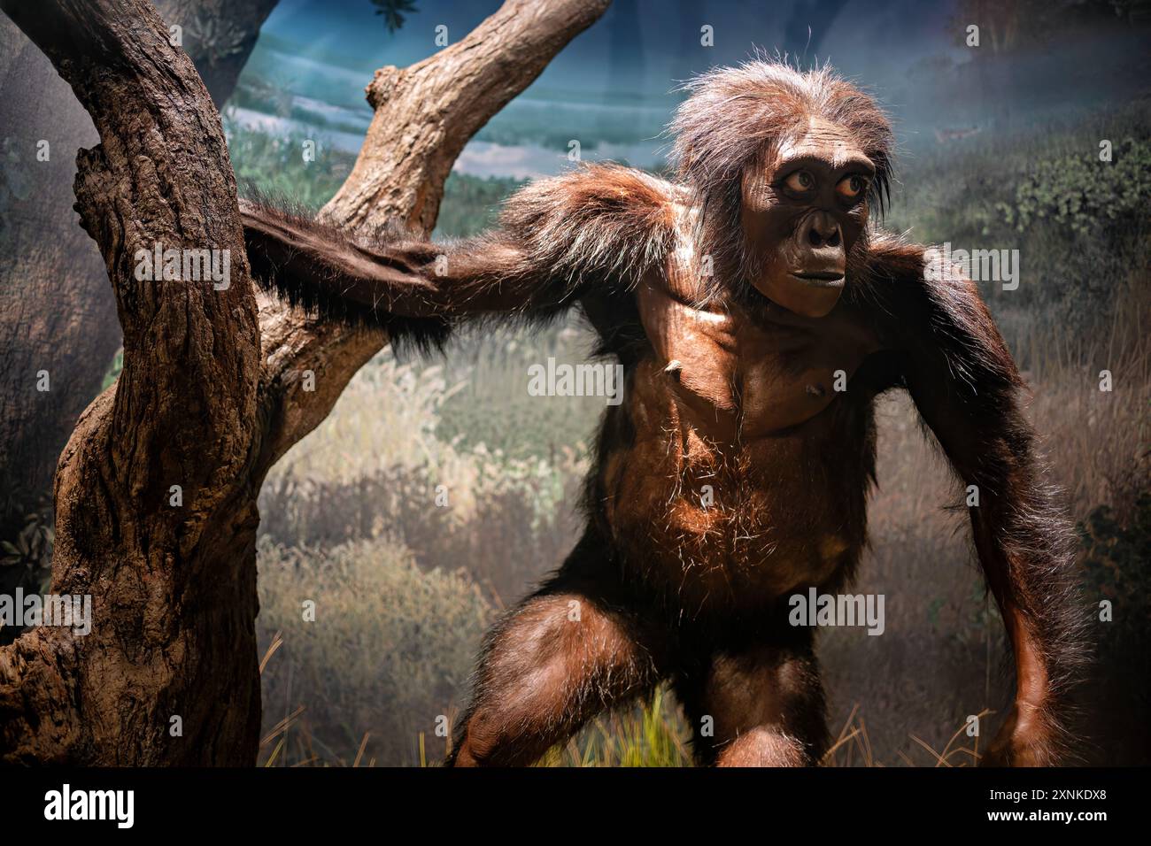 Lucy Australopithecus afarensis Reconstruction Washington DC // WASHINGTON DC — Una rappresentazione a grandezza naturale di Lucy, la famosa Australopithecus afarensis, in mostra allo Smithsonian National Museum of Natural History. La ricostruzione offre ai visitatori un'idea di come questo antenato umano di 3,2 milioni di anni potrebbe essere stato nella vita. Questa mostra fa parte della David H. Koch Hall of Human Origins, che esplora l'evoluzione umana attraverso varie esposizioni e manufatti. Foto Stock