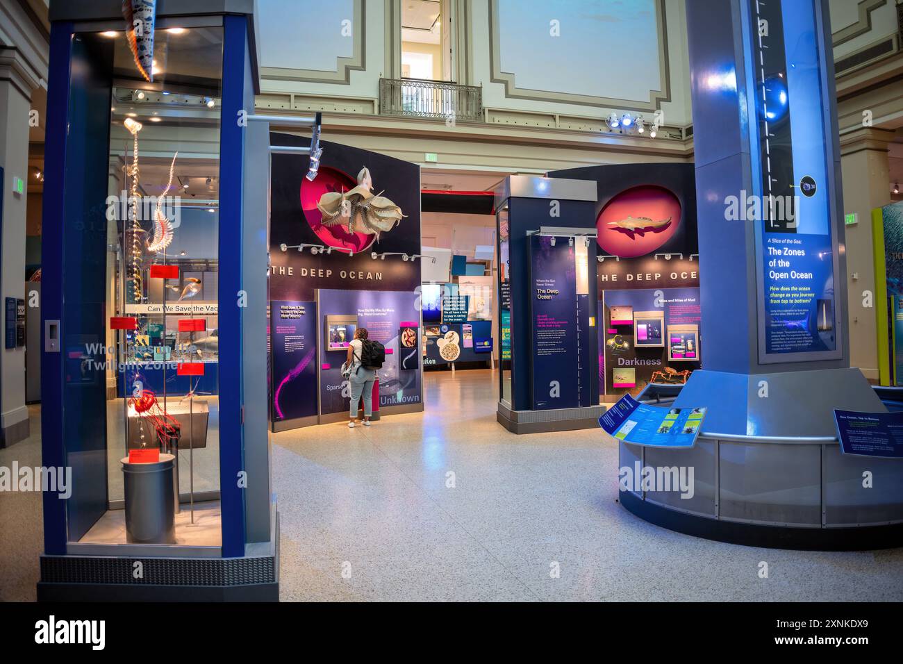 Smithsonian National Museum of Natural History Deep Ocean Exhibit Washington DC // WASHINGTON DC — The Deep Ocean Exhibit presso lo Smithsonian National Museum of Natural History, che mostra i misteriosi e diversificati ecosistemi delle acque più profonde del mondo. Questo coinvolgente display presenta modelli, campioni ed elementi interattivi che danno vita alle zone abissali e hadal, in gran parte inesplorate. Foto Stock