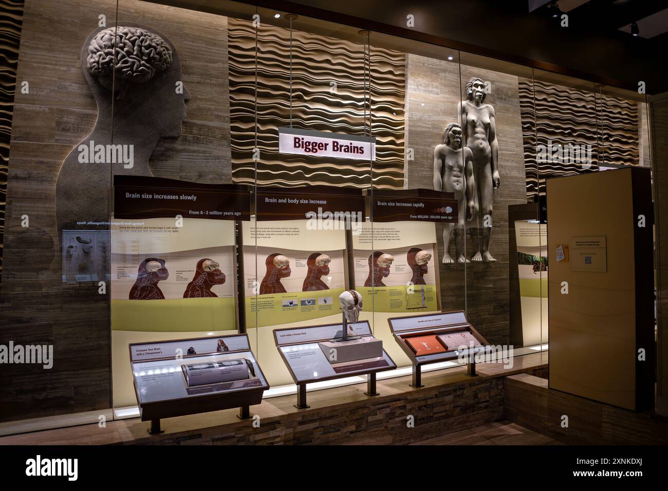 Smithsonian National Museum of Natural History Bigger Brains Exhibit Washington DC // WASHINGTON DC — The Bigger Brains Exhibit in the Human Origins Hall presso lo Smithsonian National Museum of Natural History di Washington DC. Questa mostra mostra mostra l'evoluzione delle dimensioni del cervello negli antenati umani, con repliche craniche ed elementi interattivi per illustrare lo sviluppo delle abilità cognitive in milioni di anni di evoluzione umana. Foto Stock