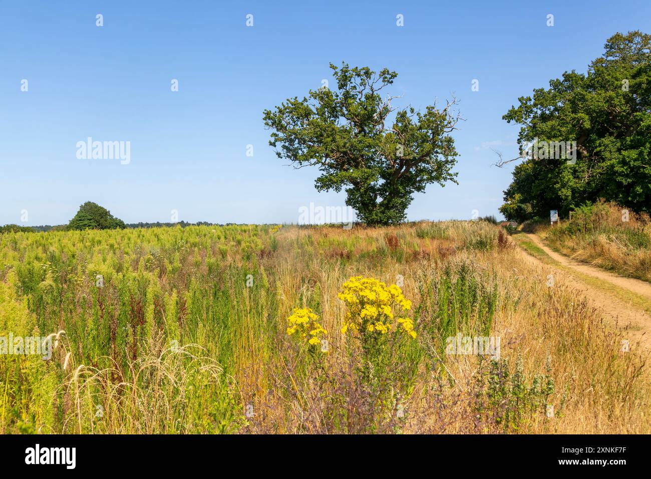 Martlesham Wilds, Suffolk Wildlife Trust Farmland Re-wilding Project, vicino a Woodbridge, Suffolk, Inghilterra, quercia matura del Regno Unito Foto Stock