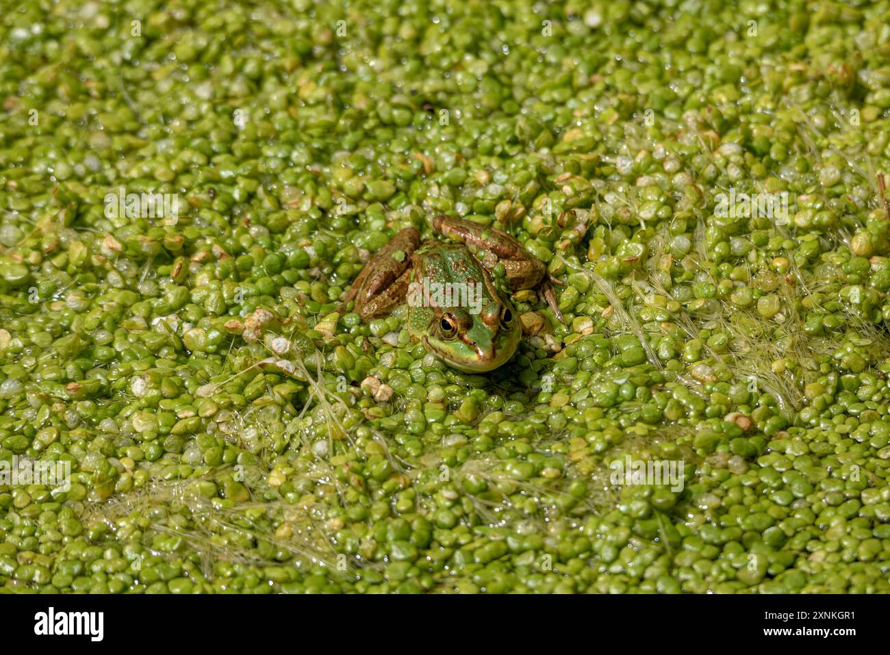 Amichevole rana verde arroccata su una vegetazione galleggiante nell'acqua stagnante di un fiume in estate e con luce intensa Foto Stock