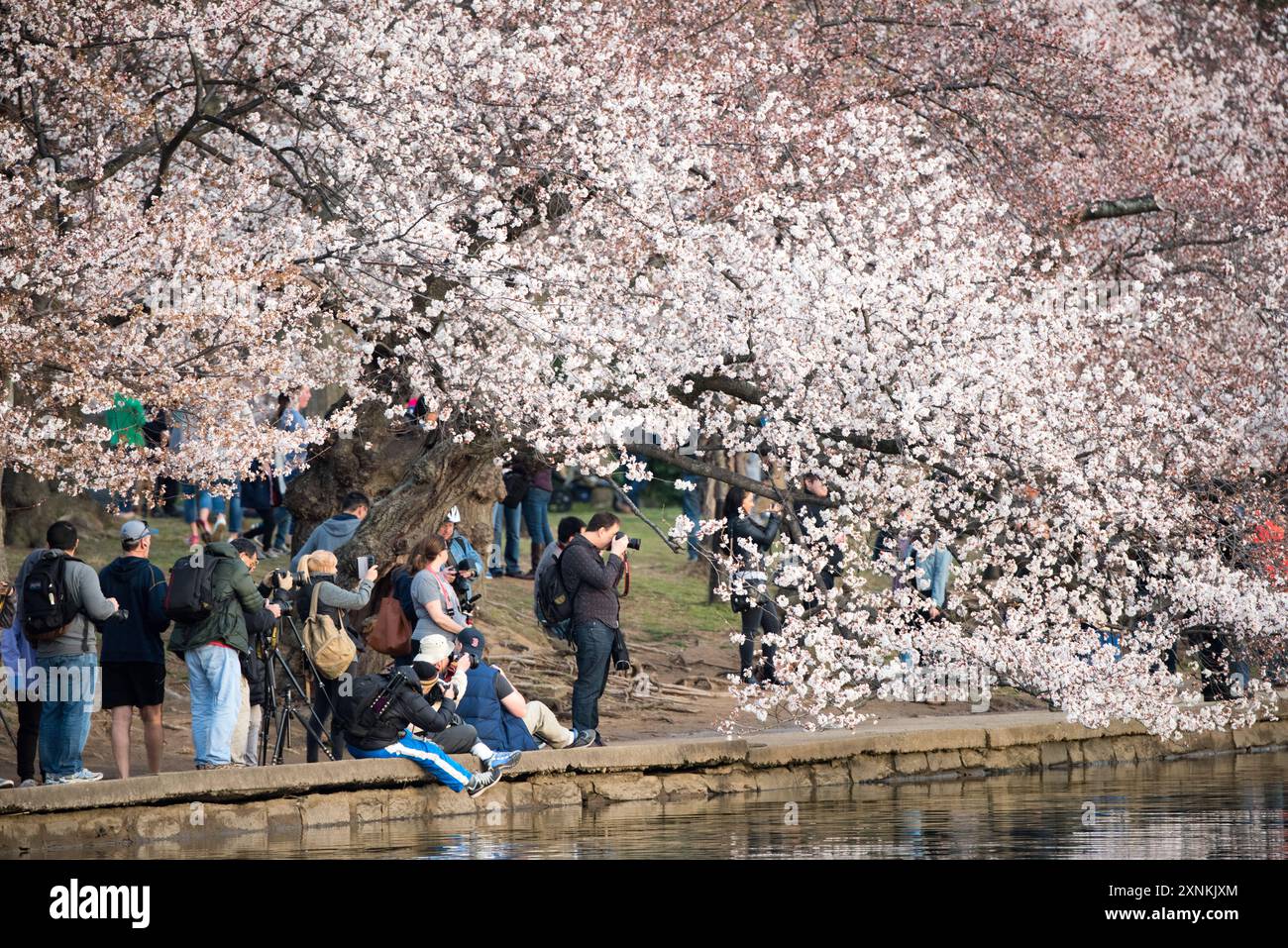WASHINGTON DC - i ciliegi sono in piena fioritura lungo il bacino delle maree, dove folle di visitatori e fotografi si radunano durante la primavera. Questi alberi, al centro dell'annuale National Cherry Blossom Festival, sono stati donati per la prima volta dal Giappone nel 1912. Foto Stock
