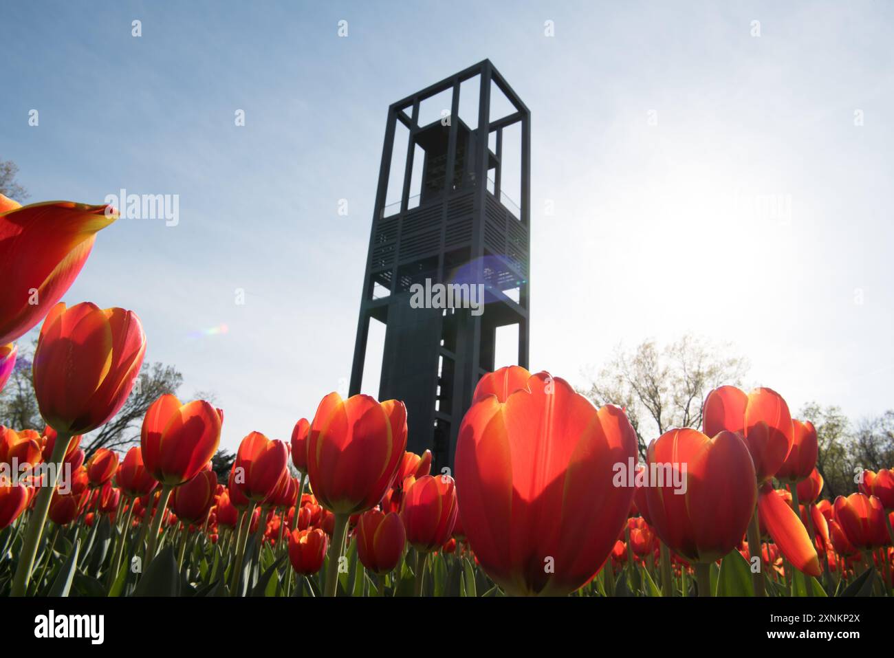 Olanda Carillon Tulips Arlington Virginia // ARLINGTON, Virginia, Stati Uniti — il Carillon dei Paesi Bassi si erge alto in mezzo a una vivace mostra di tulipani in fiore ad Arlington, Virginia. Questo campanile modernista di 127 metri, un dono dei Paesi Bassi agli Stati Uniti, si trova vicino al US Marine Corps War Memorial. Il carillon presenta 50 campane e funge da simbolo dell'amicizia olandese-americana e della gratitudine per l'aiuto americano durante e dopo la seconda guerra mondiale Foto Stock