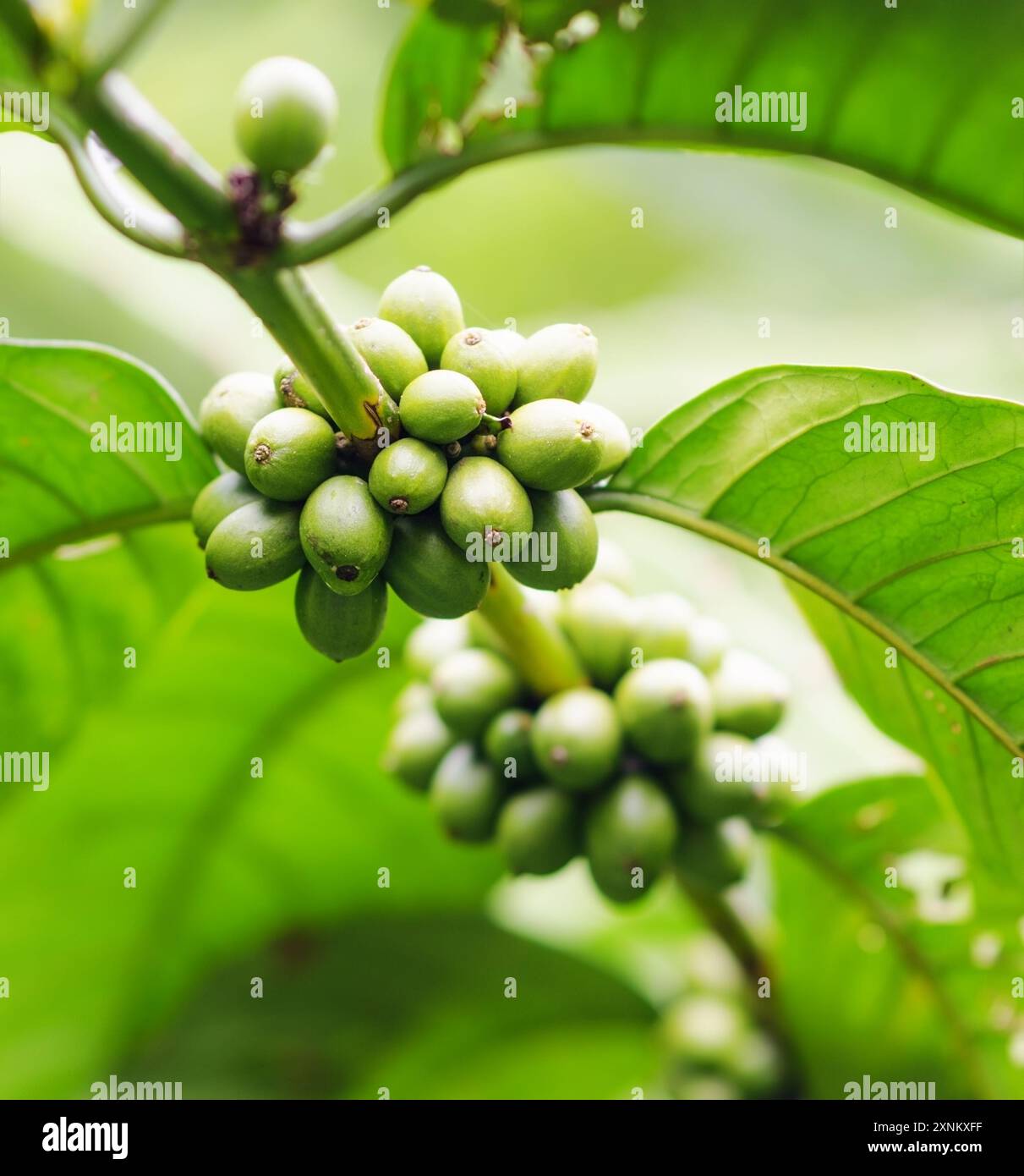 Chicchi di caffè sul ramo. Caffè robusta Foto Stock