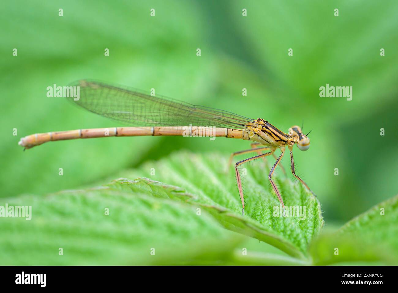 Una damselfly blu Platynemis pennipes che poggia su un'erba, Austria Goldegg Austria Foto Stock