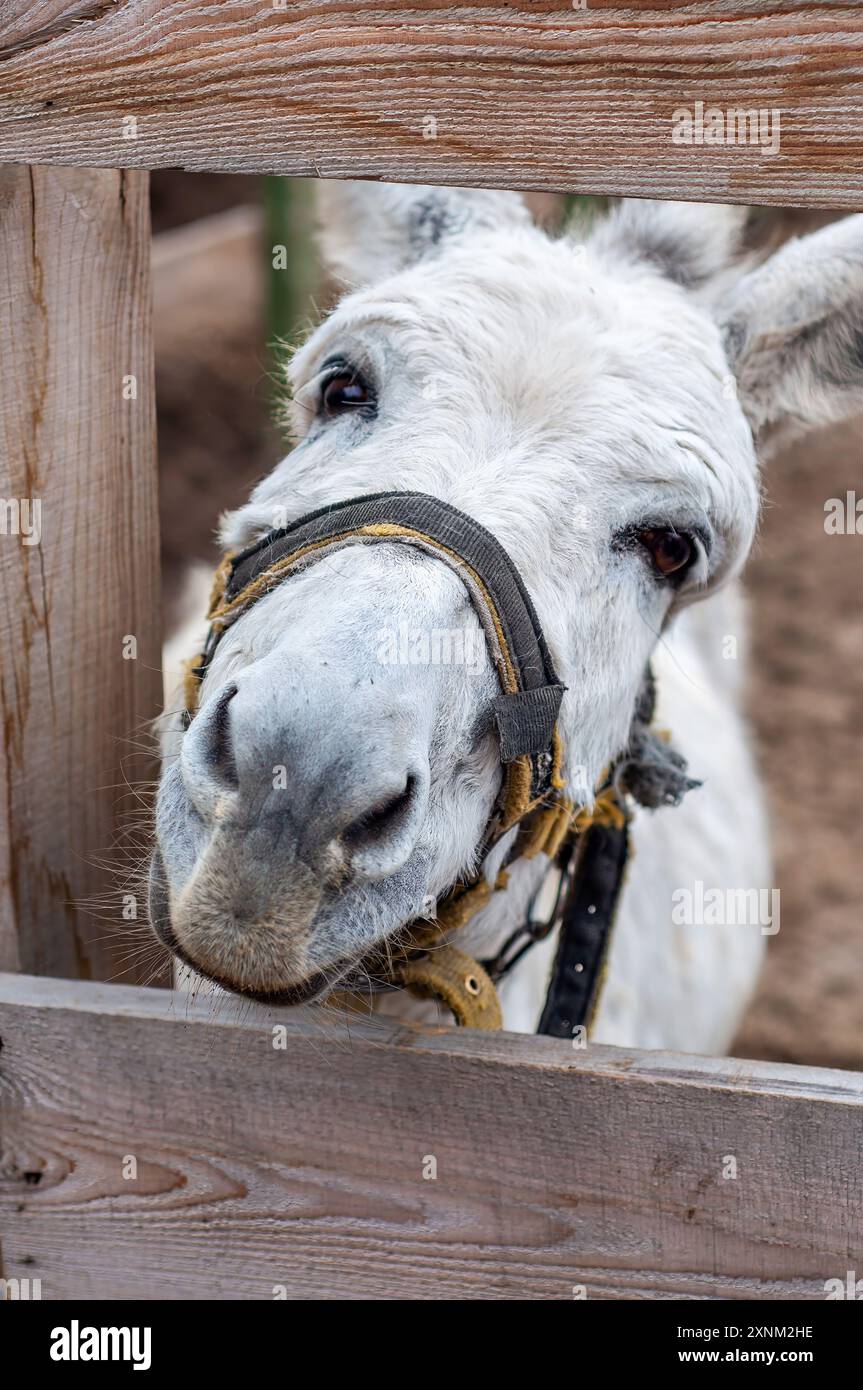 Asino bianco con imbracatura che guarda attraverso una recinzione di legno in un ambiente rurale. Foto Stock