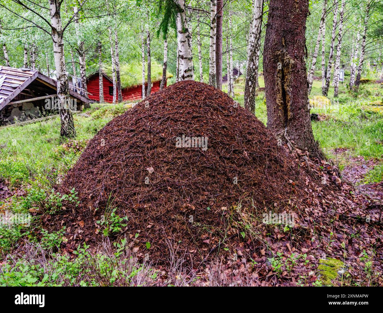Grande Formica di legno nido di rufa tumulo nel bosco di betulle vicino a un piccolo villaggio in Norvegia Foto Stock