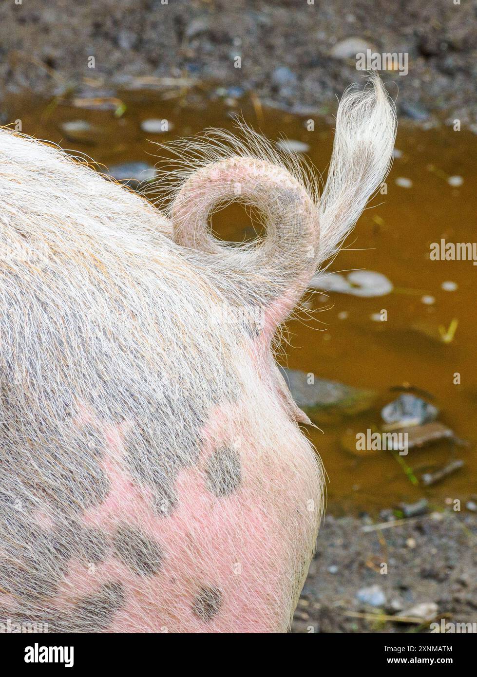 La coda riccia di maiale domestica Sus scrofula in un'aiuola Foto Stock