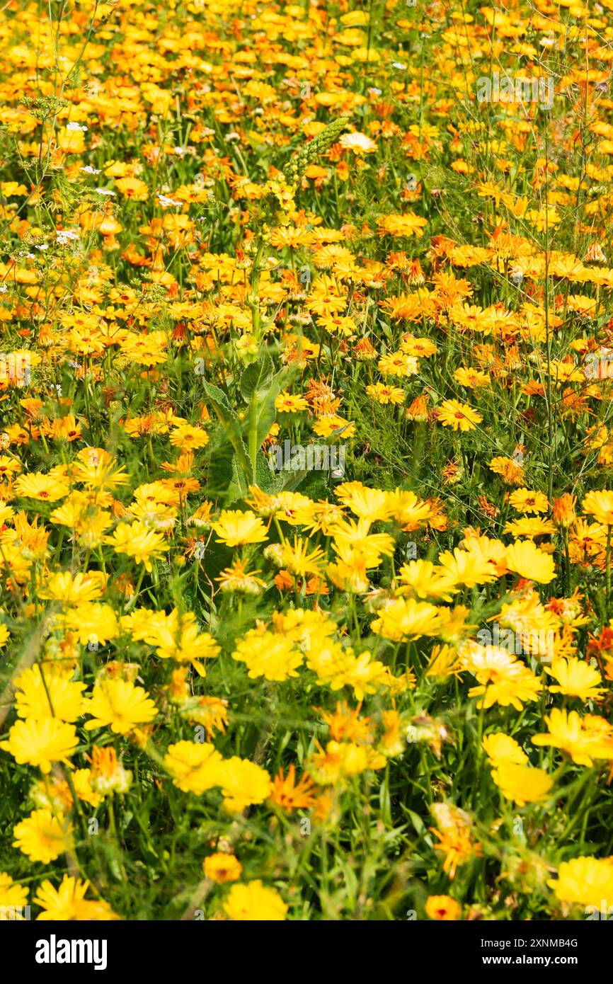 Tappeto di Marigolds gialli, Calendula Officianalis, fiore Foto Stock