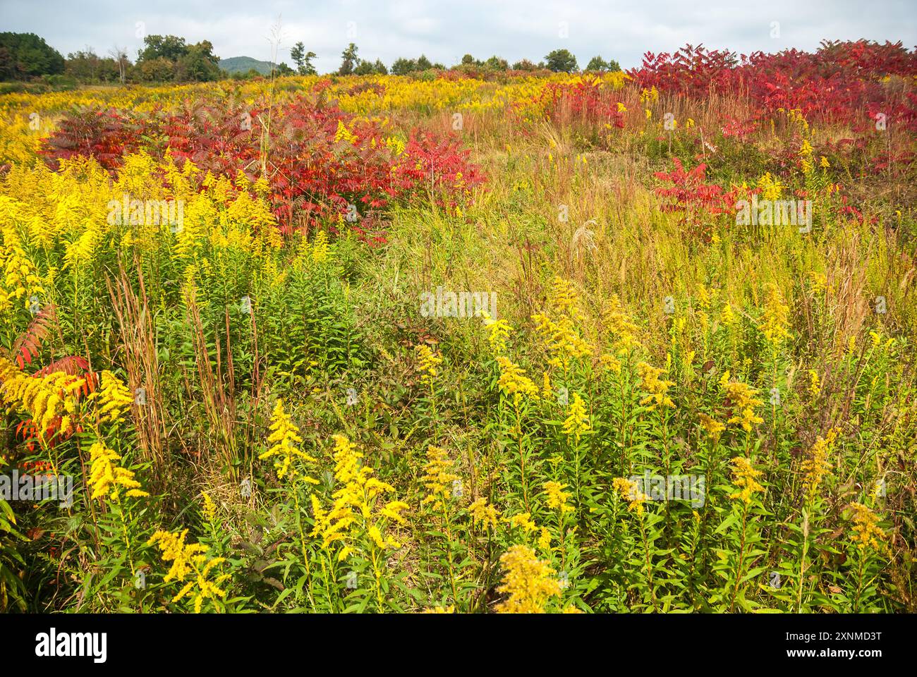 Coloratissimi campi autunnali con vibrante canna d'oro nella contea di Hall, Georgia. (USA) Foto Stock