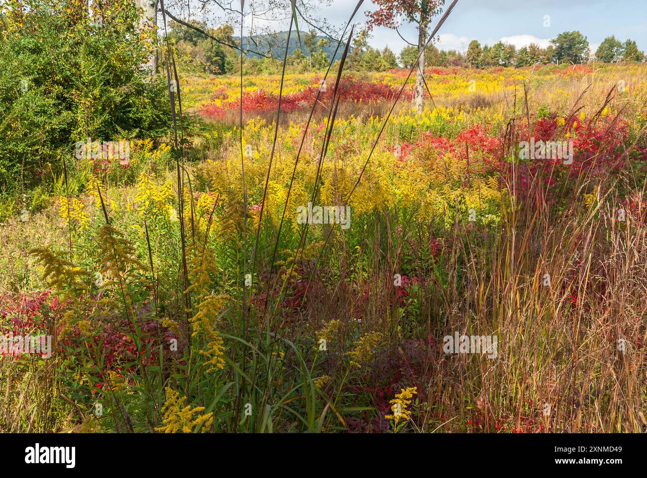 Coloratissimi campi autunnali con vibrante canna d'oro nella contea di Hall, Georgia. (USA) Foto Stock
