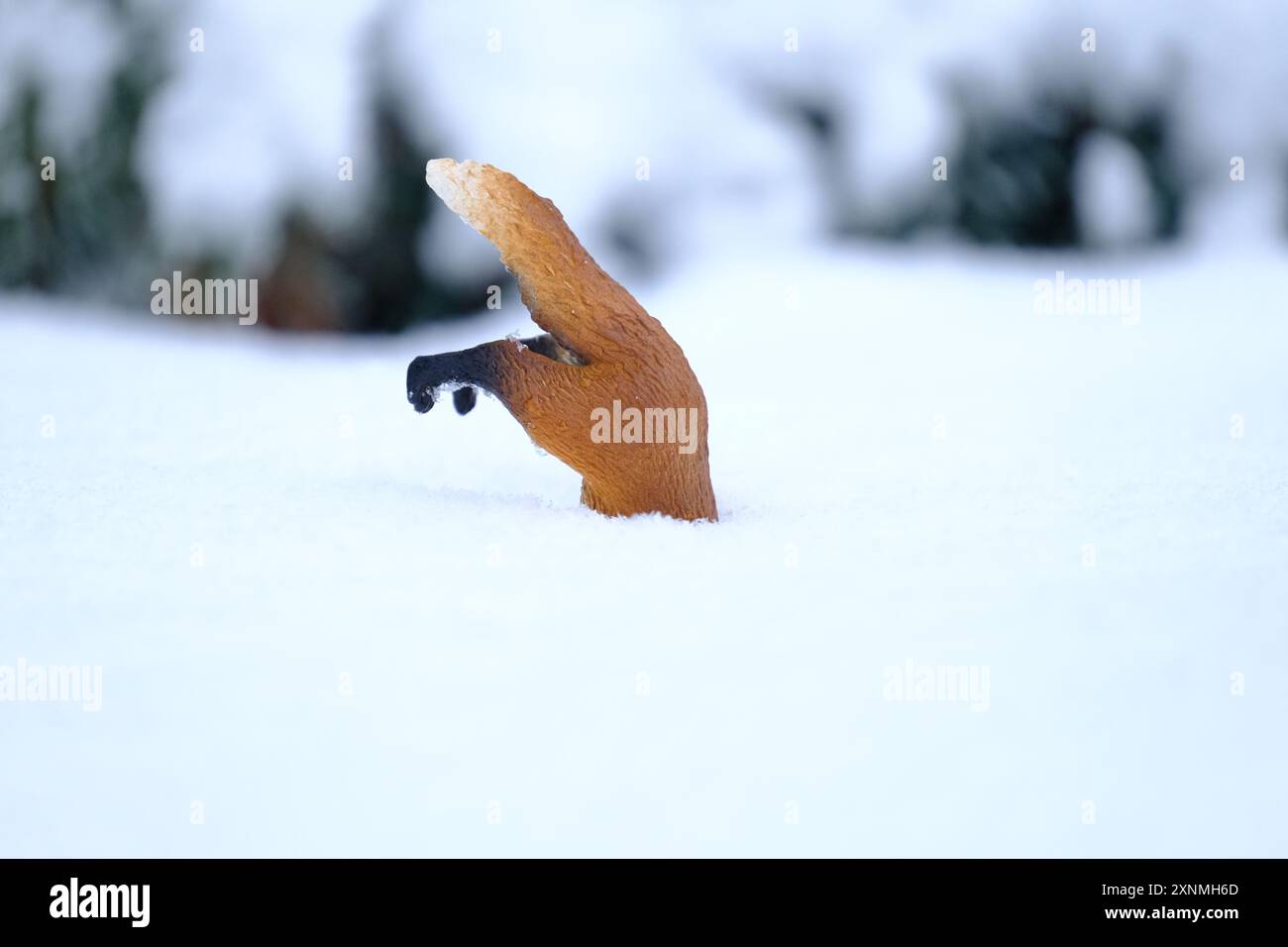 Una figura giocattolo di Schleich volpe rossa che "caccia" un topo nella neve Foto Stock