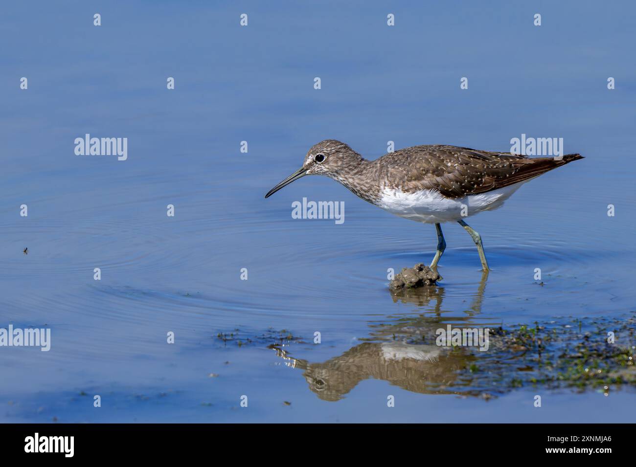 sandpiper verde (Tringa ochropus), raccolta di piccoli invertebrati in acque poco profonde lungo la riva del lago in zone umide in estate Foto Stock