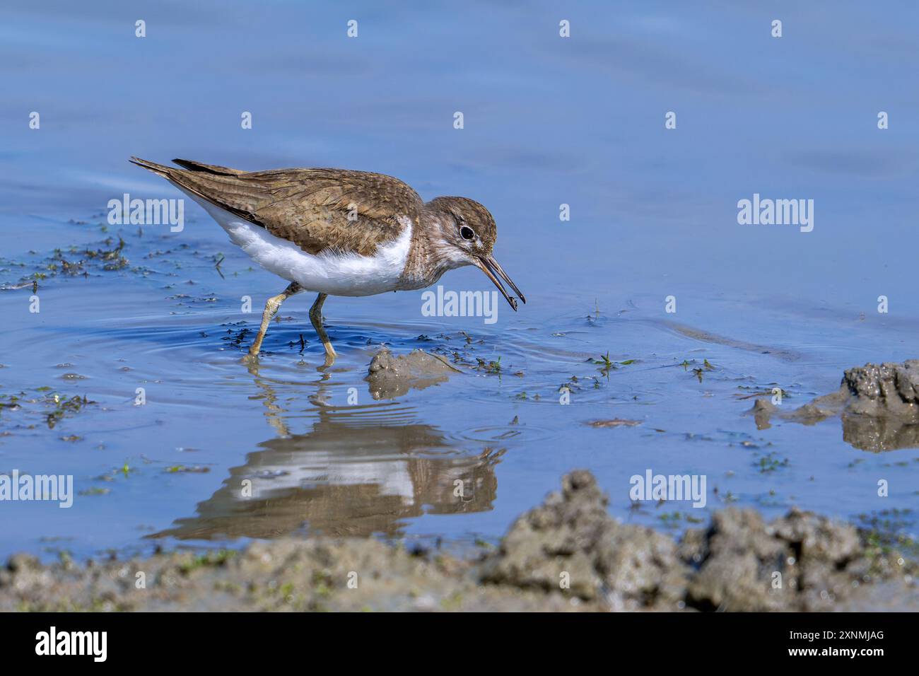 sandpiper comune (Actitis hypoleucos / Tringa hypoleucos) che si forgia per invertebrati in acque poco profonde lungo la riva del laghetto fangoso nelle zone umide in estate Foto Stock