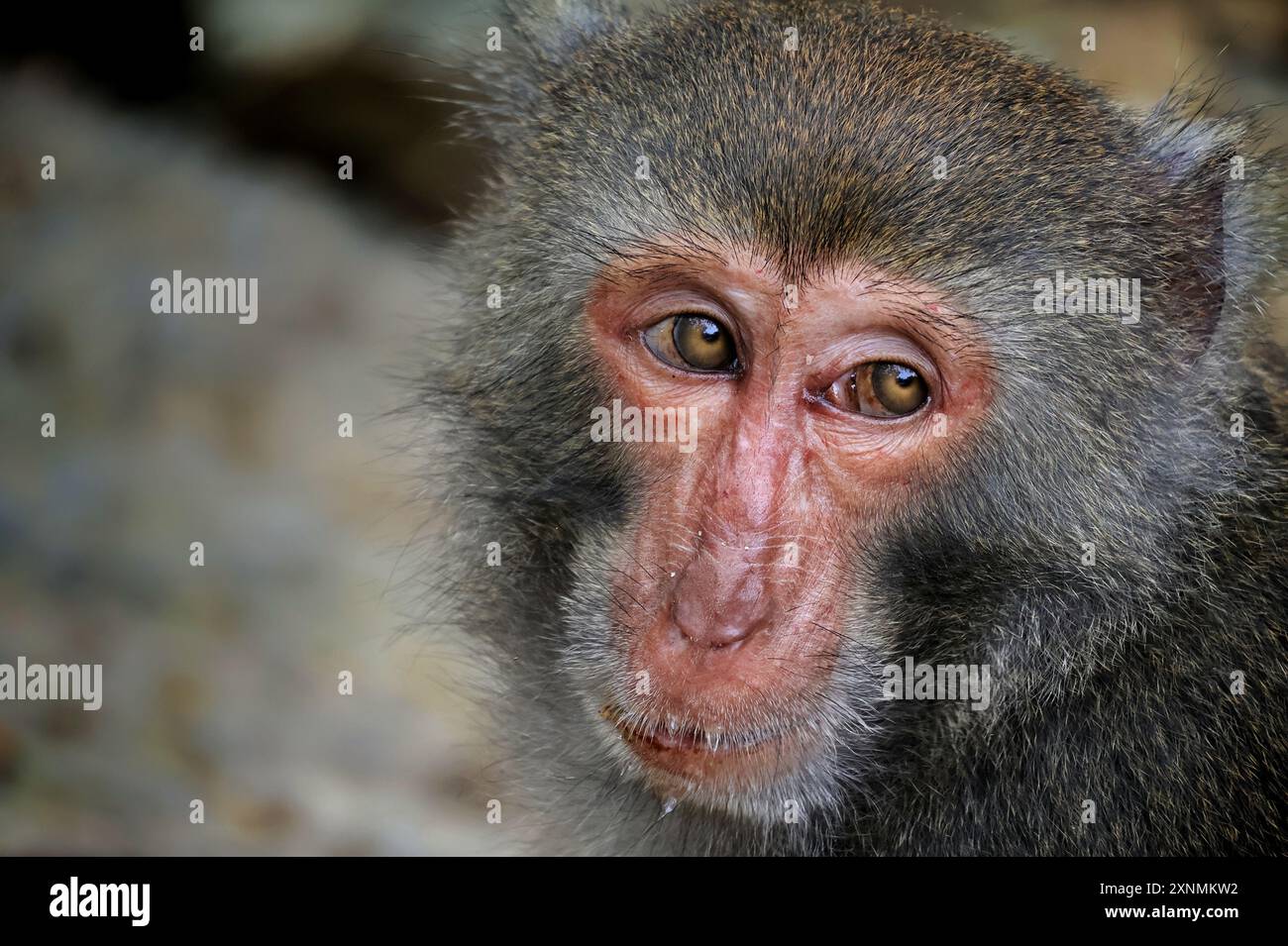 Primo piano ritratto di una scimmia macaca di roccia taiwanese. Foto Stock