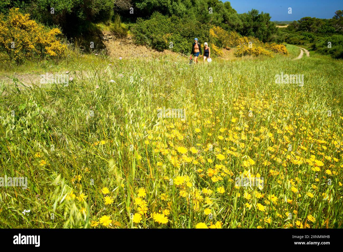 Percorso a cavallo (Cami de Cavalls) GR223, Parco naturale S'Albufera des Grau. Riserva della Biosfera. Minorca. Isole Baleari. Spagna. Foto Stock