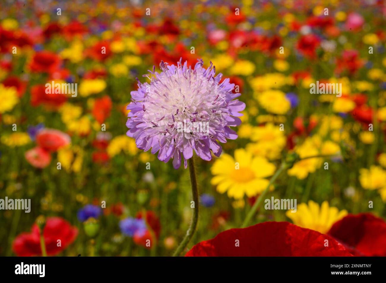 Fiori selvatici nelle Cotswolds. Inghilterra. Foto Stock
