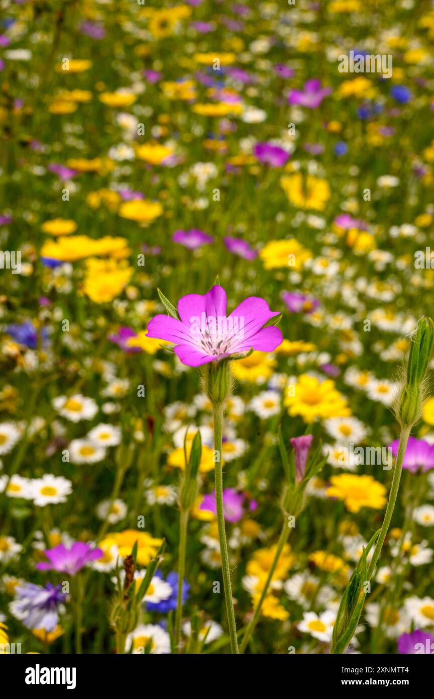 Foto in verticale di fiori selvatici in un prato nelle Cotswolds. Inghilterra. Foto Stock