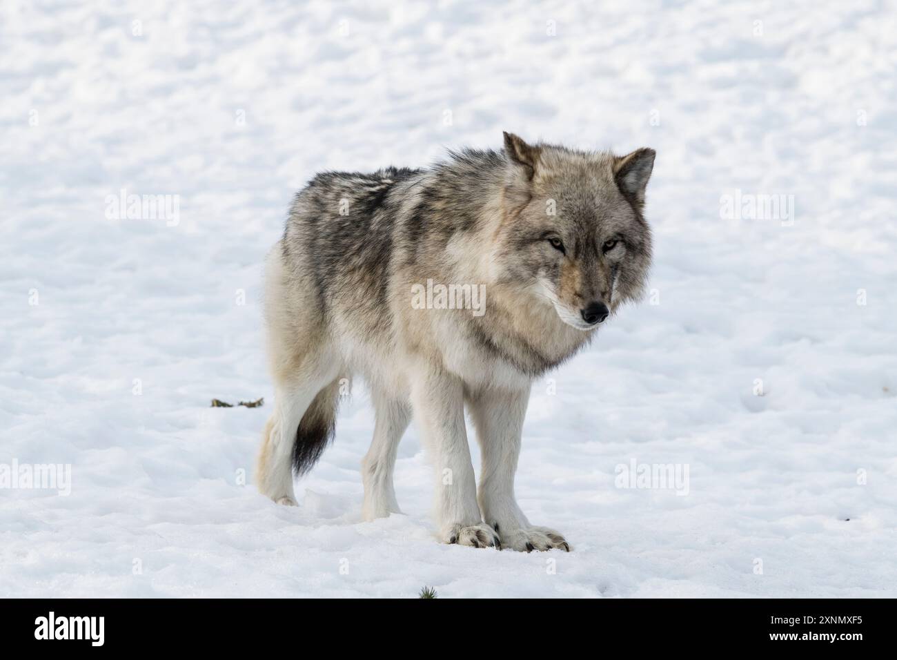 Lupo grigio (Canis lupus), noto anche come lupo di legno, in autunno, Museo Eco, Ste Anne de Bellevue, QC Foto Stock