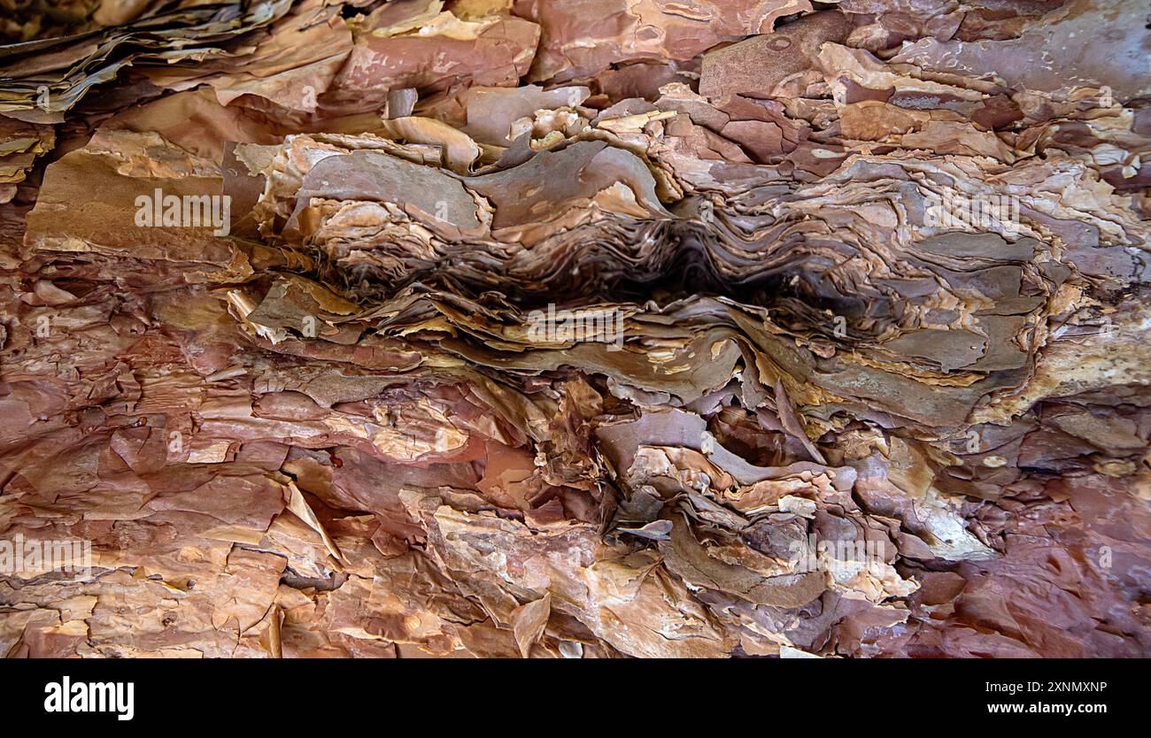 Fotografia di fondo di corteccia di Polylepis australis, fillo, natura, struttura, legno; impianto; età; nucleo; incrinato; sezione; legno; motivo Foto Stock