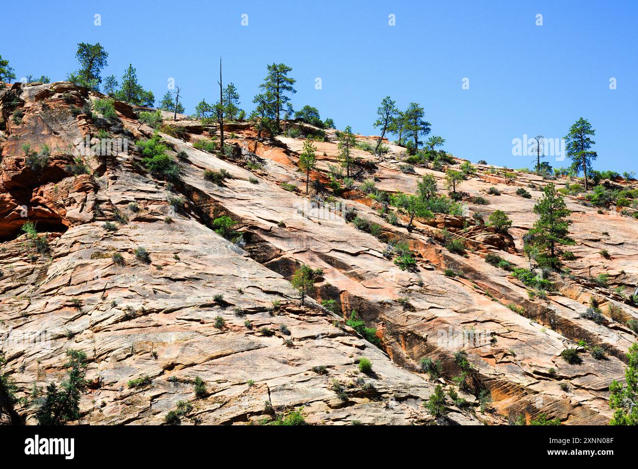 Colorato pendio di arenaria rossa con alberi nel Parco Nazionale di Zion Foto Stock