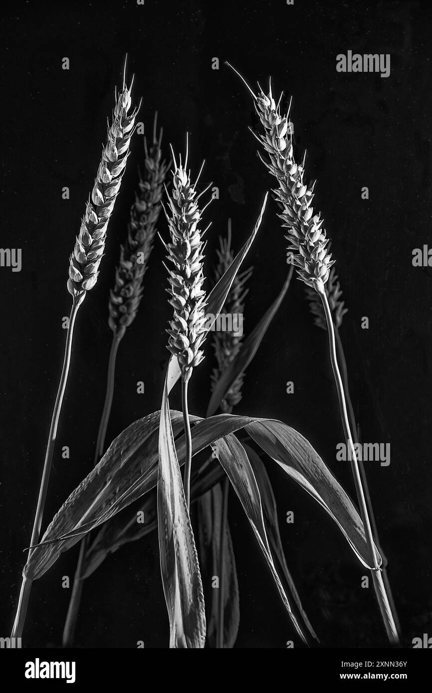 Tre gambi di grano si chiudono in bianco e nero con un riflesso Foto Stock