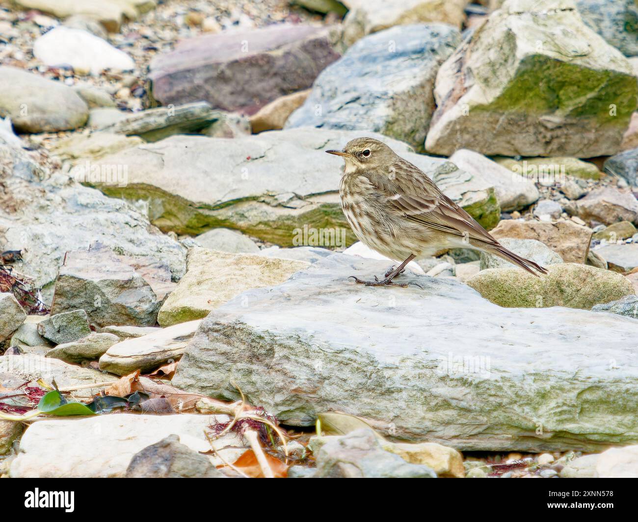 Meadow Pipit. Un piccolo uccello bruno è arroccato su rocce, che si fonde nel suo ambiente naturale. Foto Stock