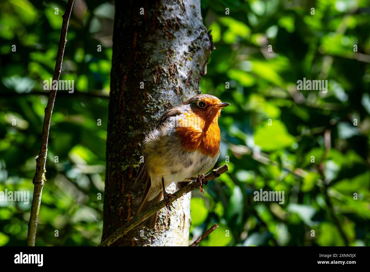 Robin europeo a Birnie Loch Scozia Foto Stock