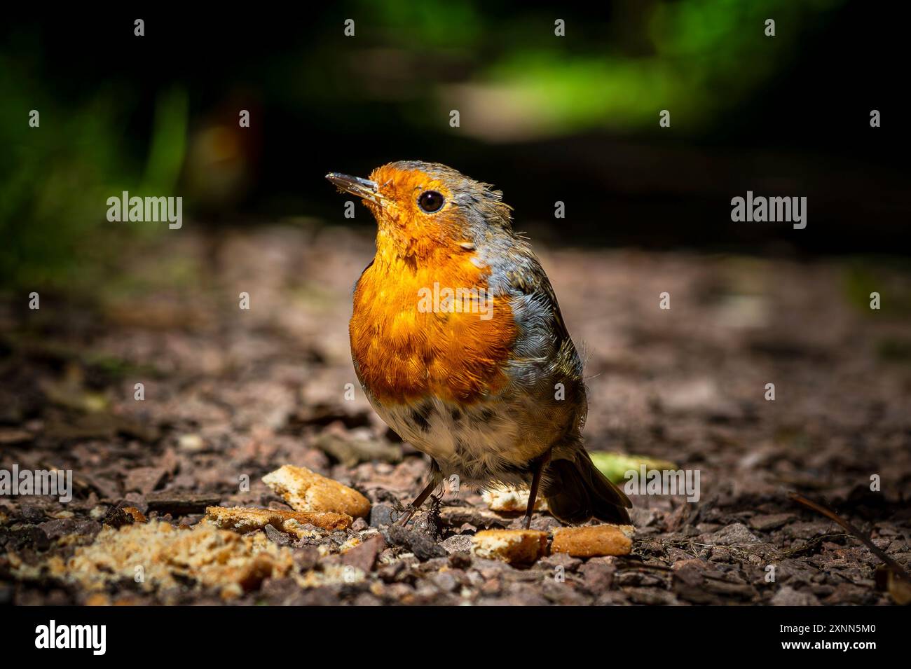 Robin europeo a Birnie Loch Scozia Foto Stock