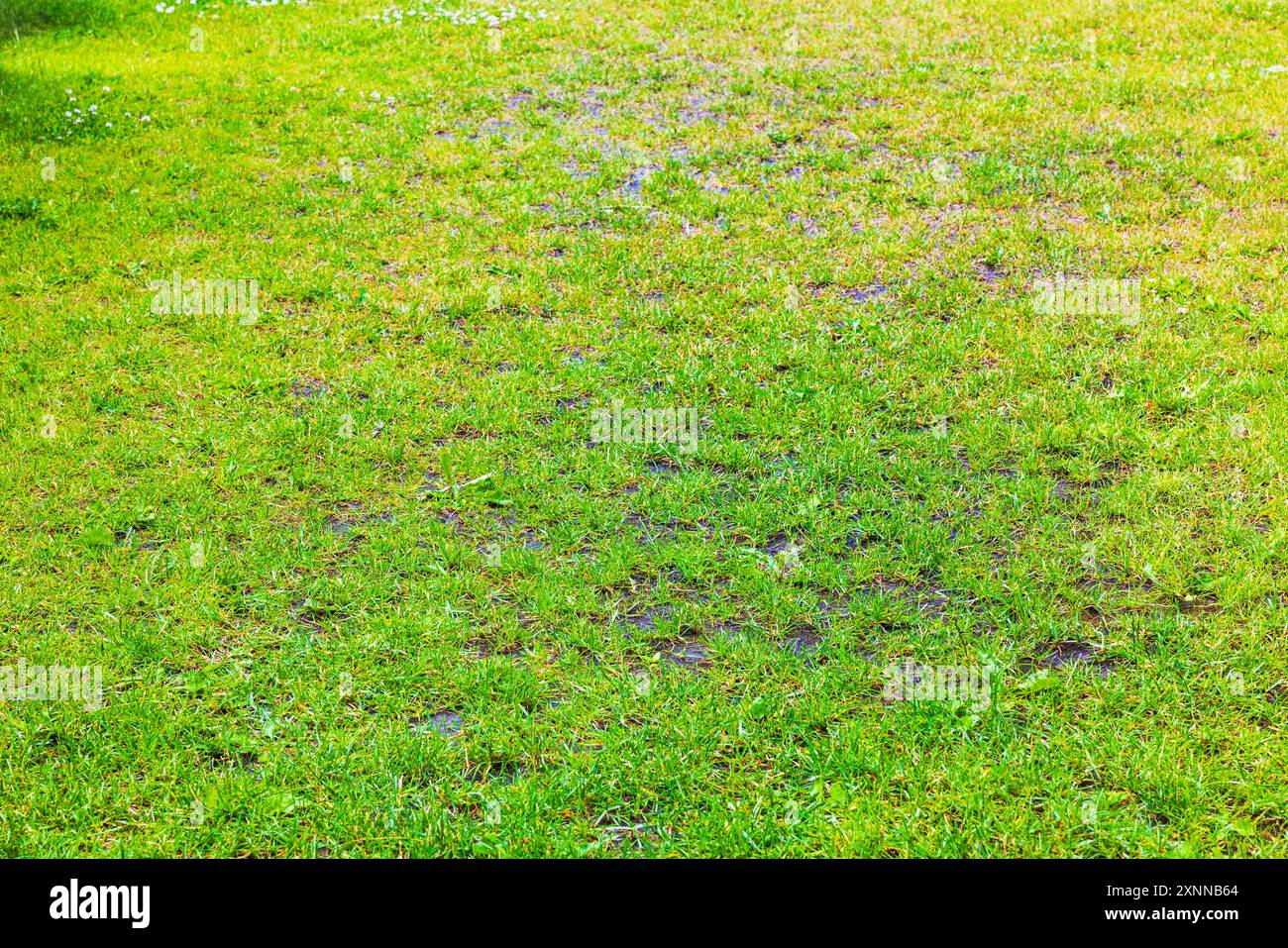 Prato in recupero con erba sparsa e piccole pozzanghere dopo la pioggia. Foto Stock