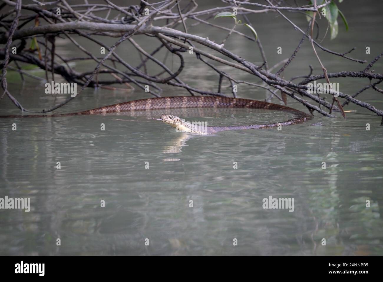 Il cobra monoclato, chiamato anche cobra monocellato e cobra sputante indiano, è una specie velenosa diffusa in tutto il Sud e Sud-Est asiatico. Foto Stock