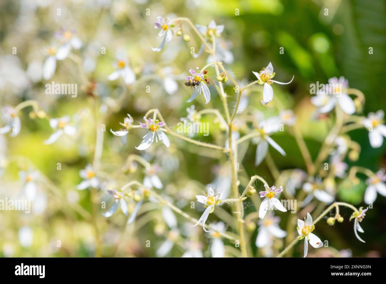 Primo piano del sassifraggio strisciante (saxifraga stolonifera) in fiore Foto Stock