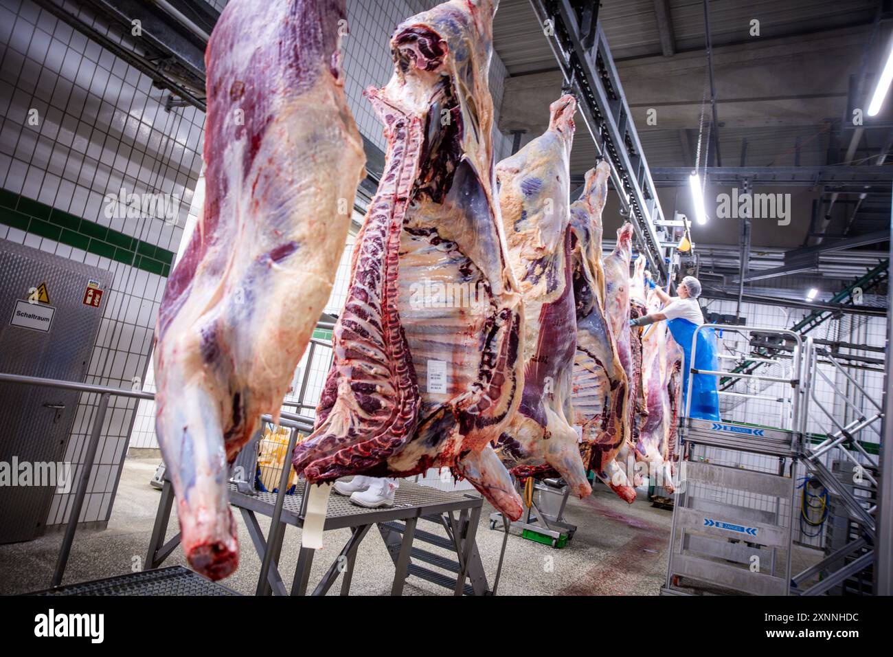 Teterow, Germania. 31 luglio 2024. I dipendenti tagliarono i lati della carne al mattatoio danese Crown Teterower Fleisch. Danish Crown sta modernizzando le sue strutture. Crediti: Jens Büttner/dpa/Alamy Live News Foto Stock